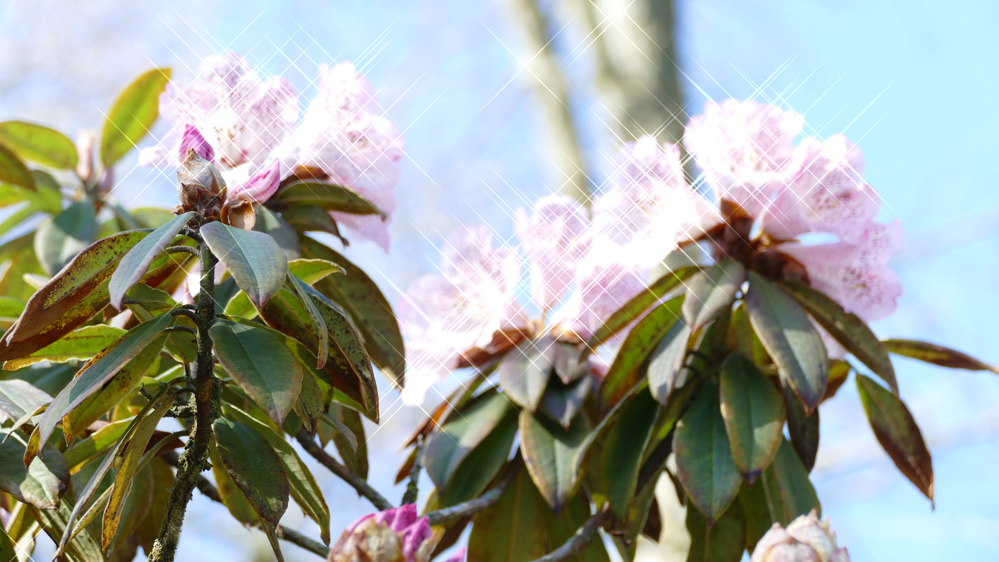 Leica V-Lux (Typ 114) sample photo. Fleurs photography