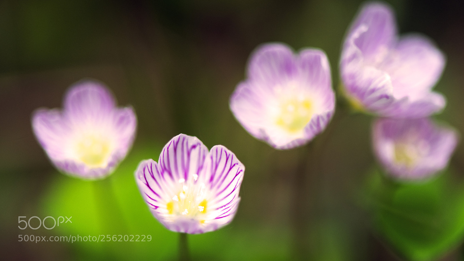 Nikon D750 sample photo. Floral photography