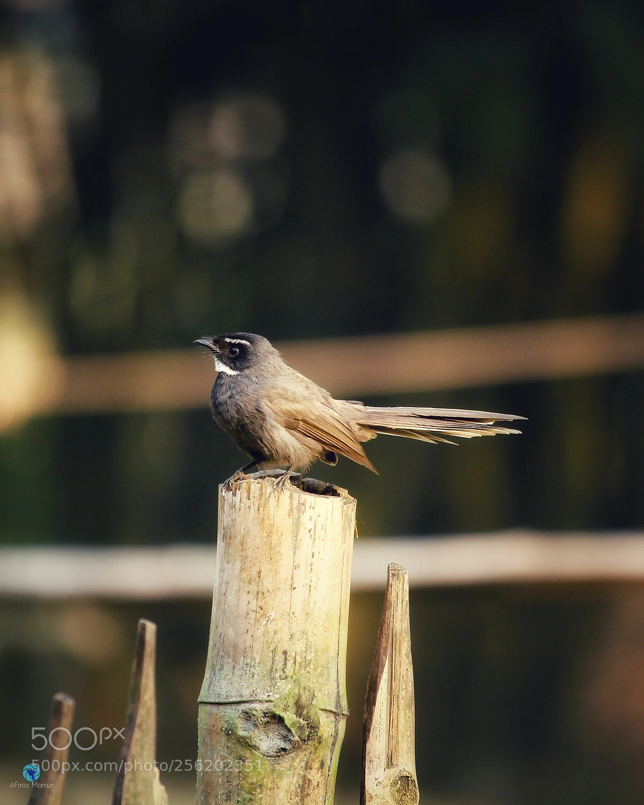 Canon EOS 1200D (EOS Rebel T5 / EOS Kiss X70 / EOS Hi) sample photo. White-throated fantail photography