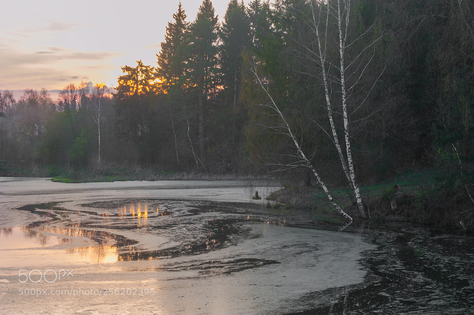 Nikon D700 sample photo. "Там чудеса: там леший бродит..." А.С. Пушкин photography