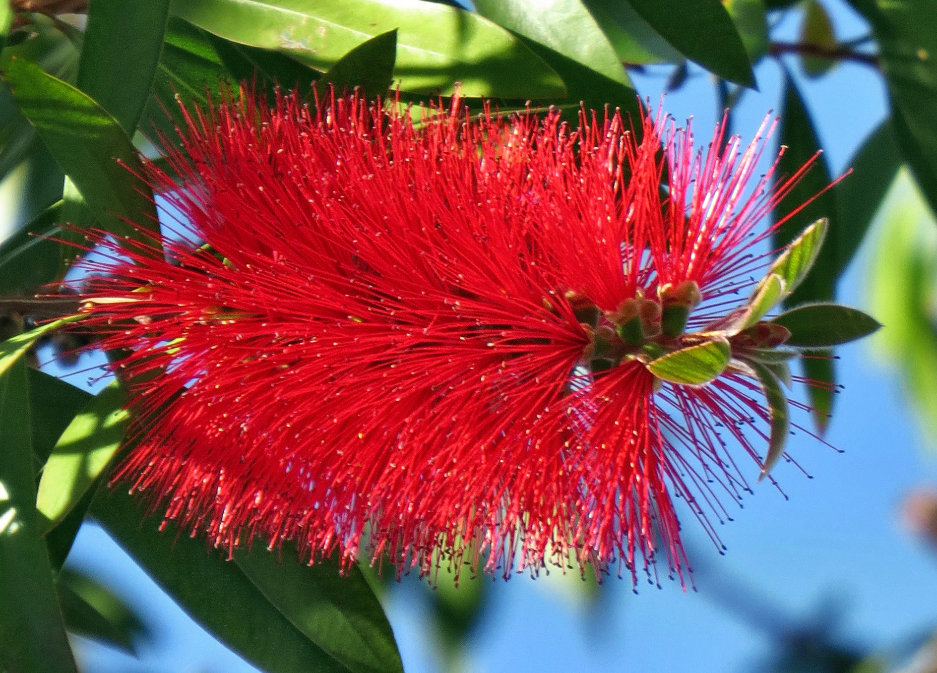 Canon PowerShot SX50 HS + 4.3 - 215.0 mm sample photo. Red bush flower photography