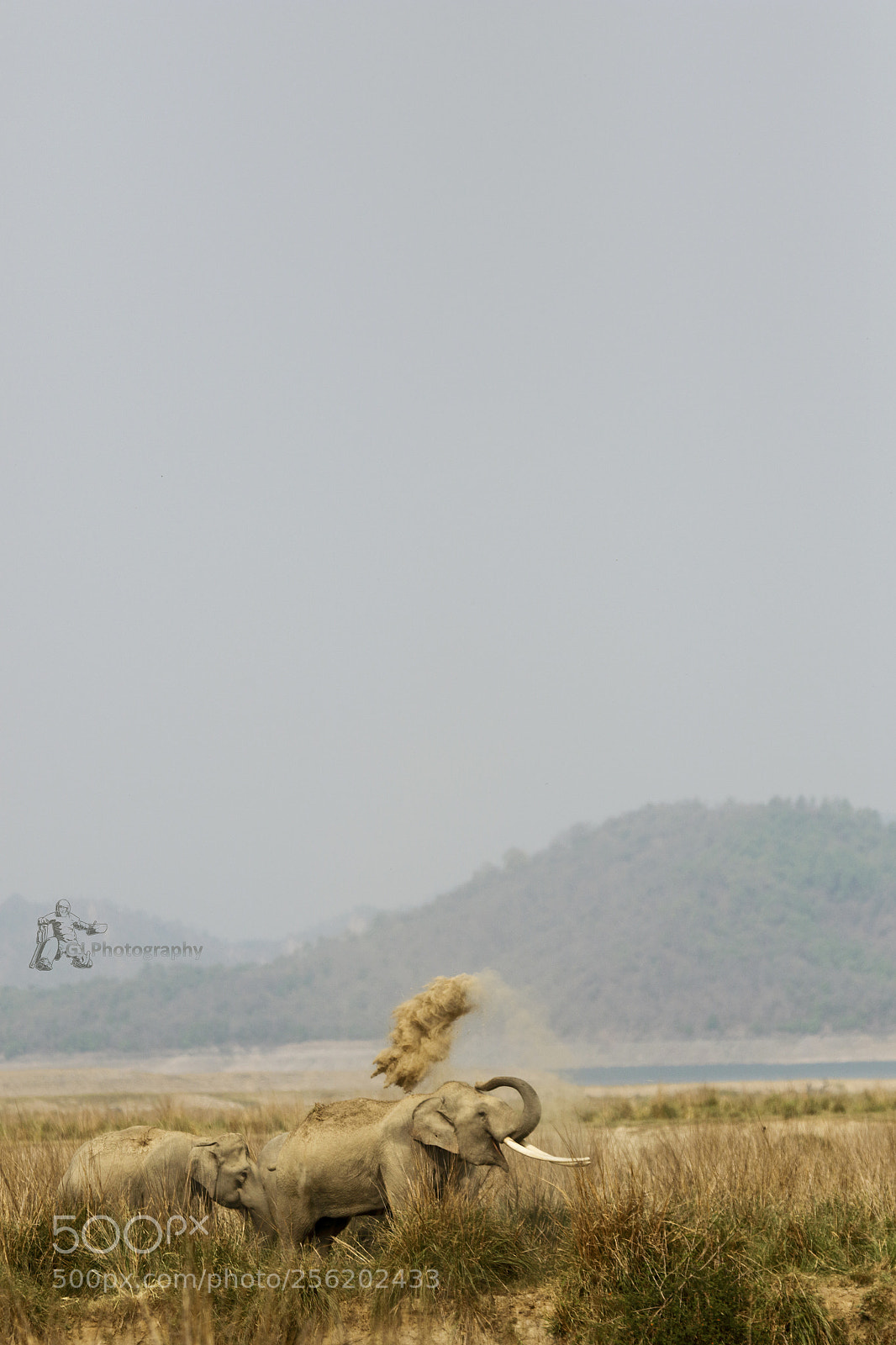 Canon EOS 7D Mark II sample photo. Elephants photography