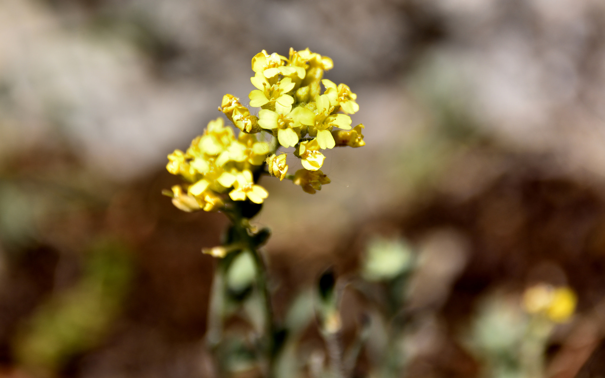 Sigma 18-250mm F3.5-6.3 DC Macro OS HSM sample photo. Yellow photography