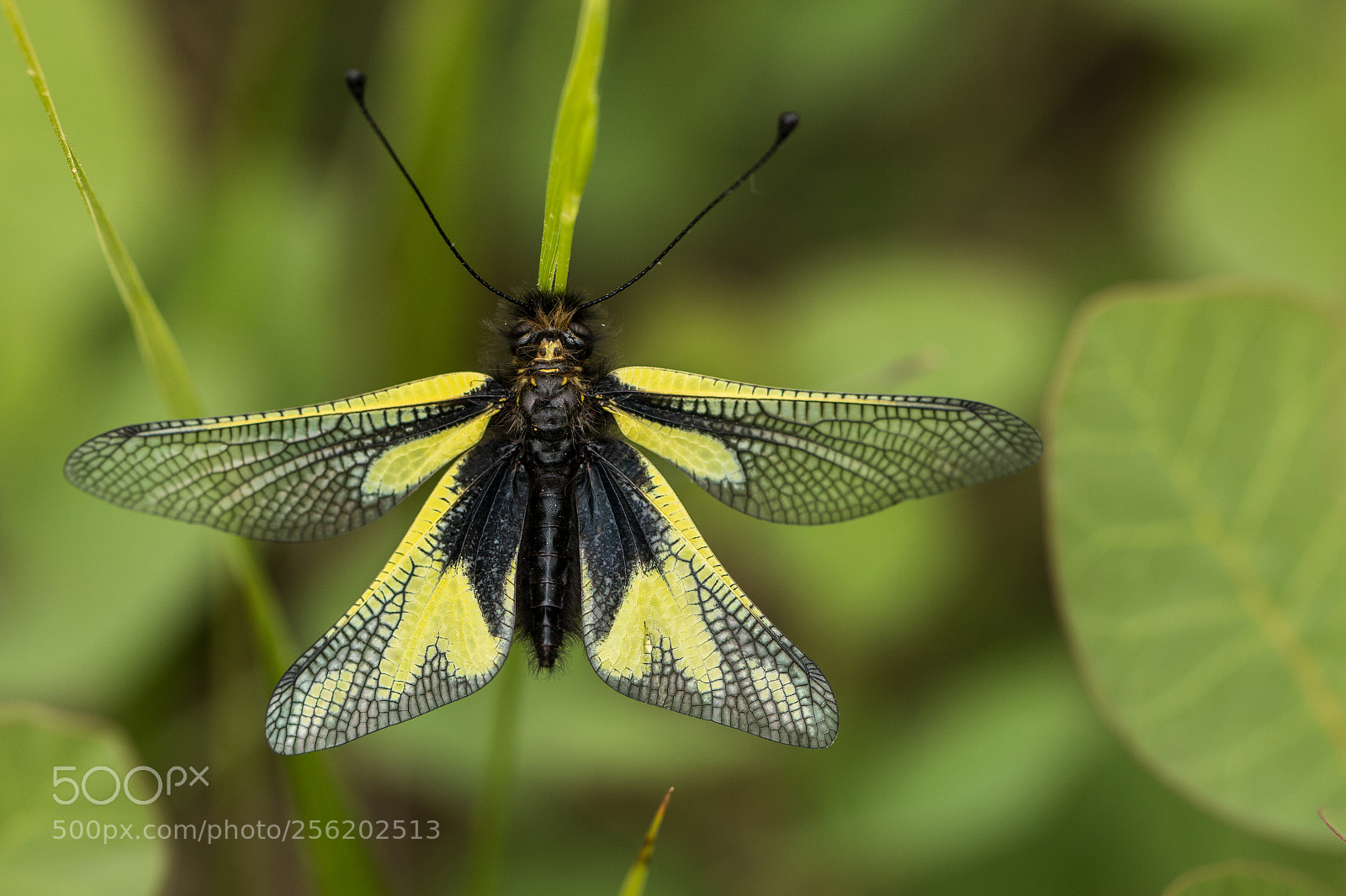 Canon EOS 70D sample photo. Libelloides coccajus photography