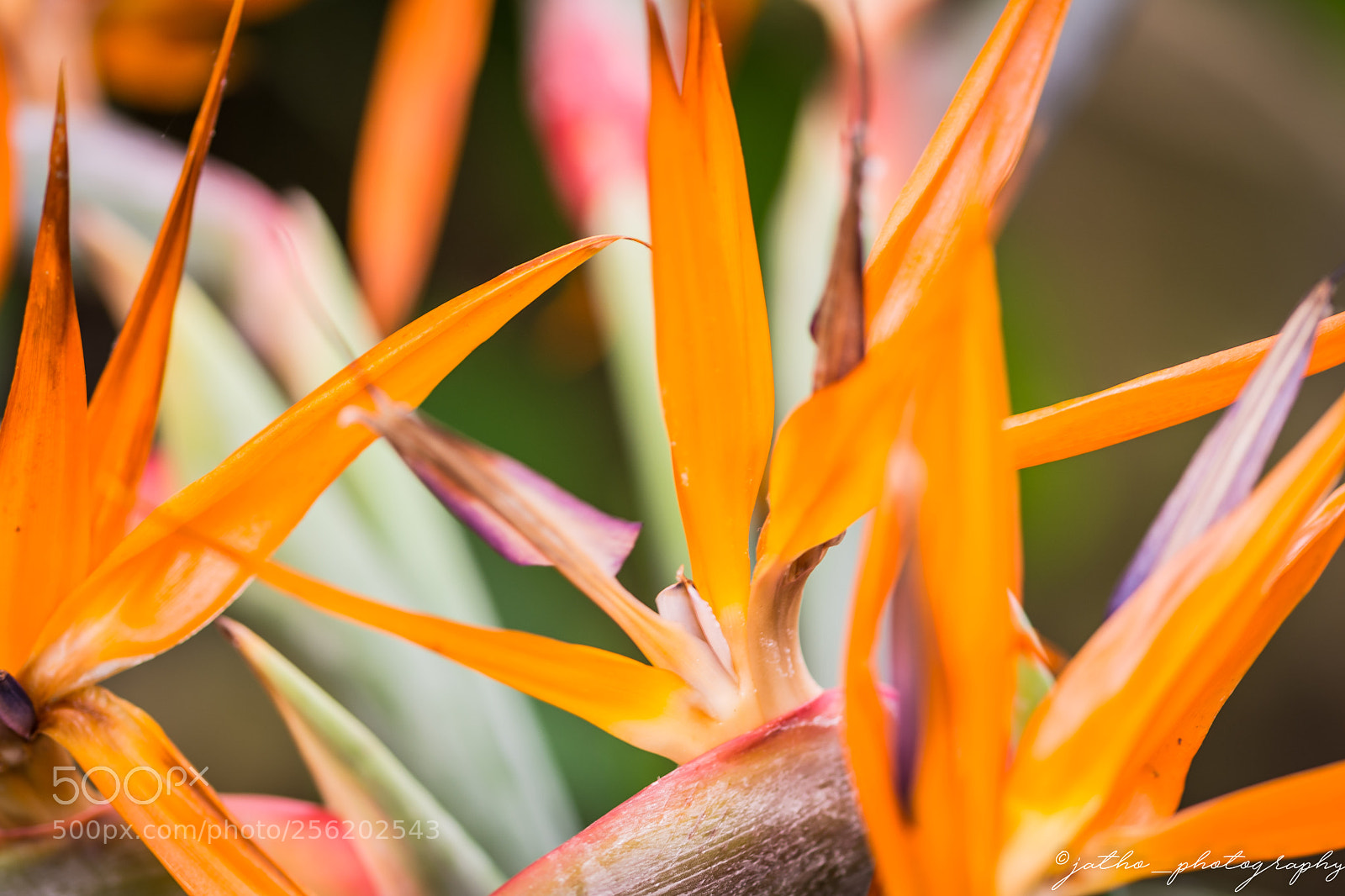 Nikon D7200 sample photo. Colourful photography