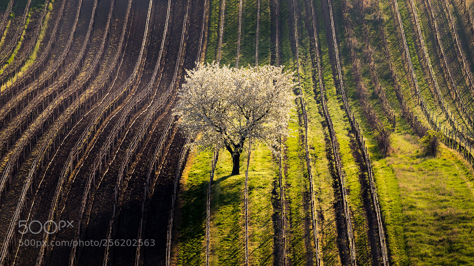 Canon EOS 6D Mark II sample photo. Alone in the vineyard photography