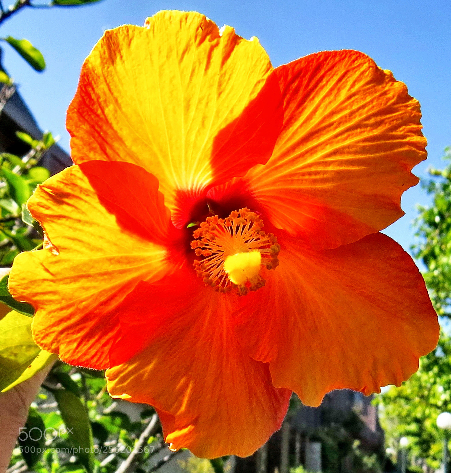 Canon PowerShot SX50 HS sample photo. Gold hibiscus flower photography