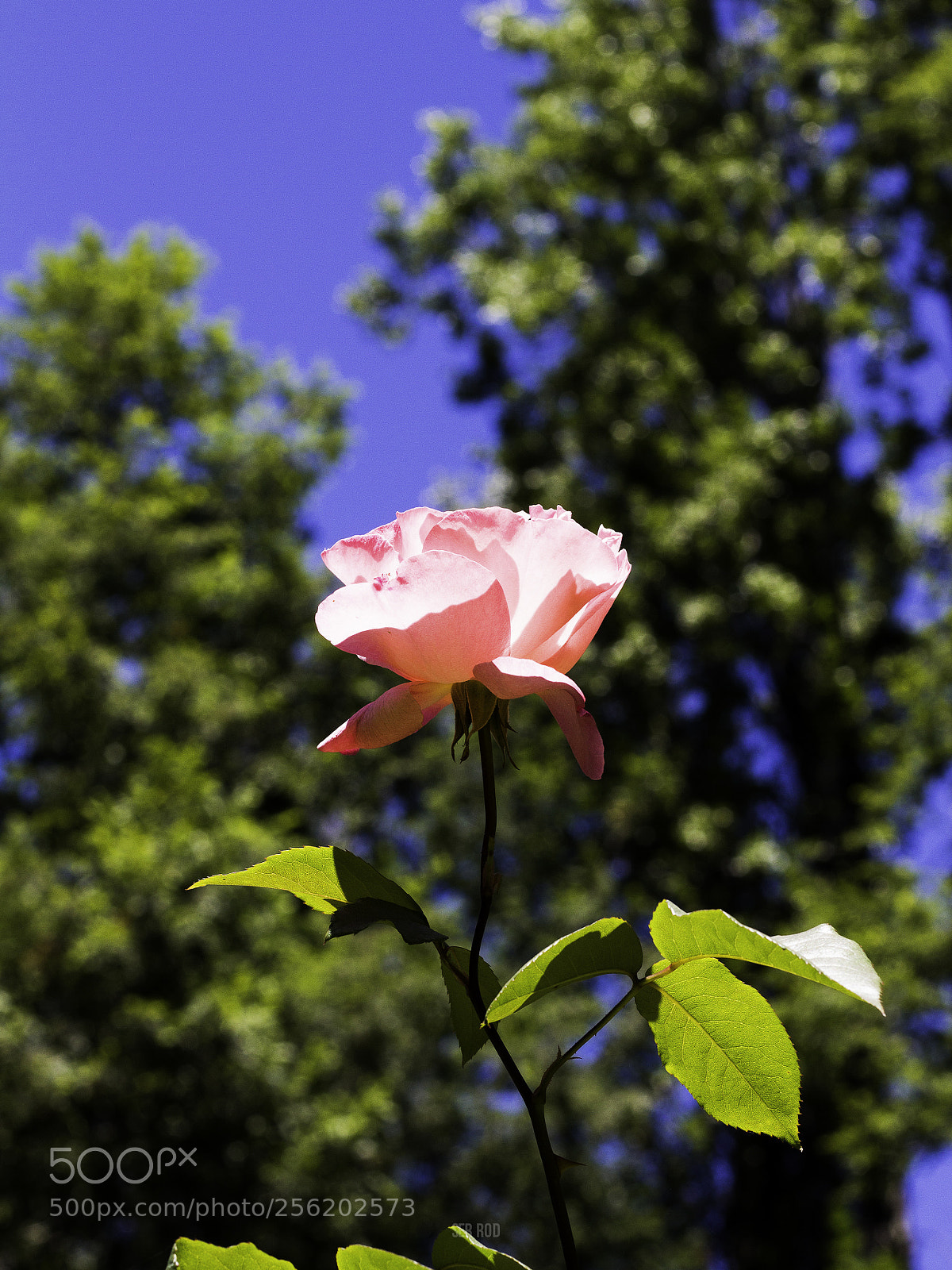 Canon EOS 650D (EOS Rebel T4i / EOS Kiss X6i) sample photo. Mg photography