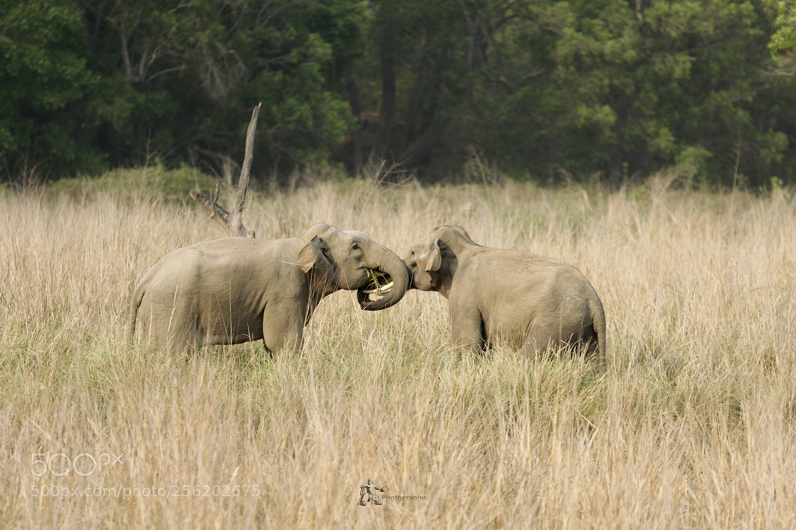 Canon EOS 7D Mark II sample photo. Elephants photography