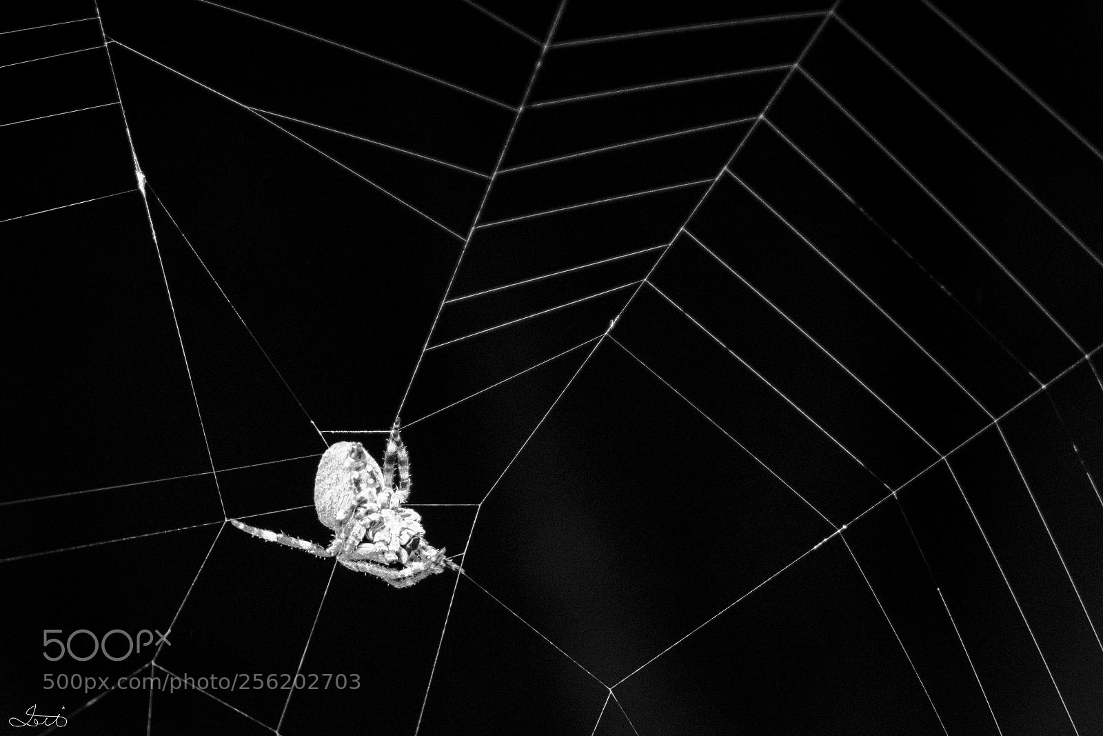 Fujifilm X-T20 sample photo. Shadow spider photography