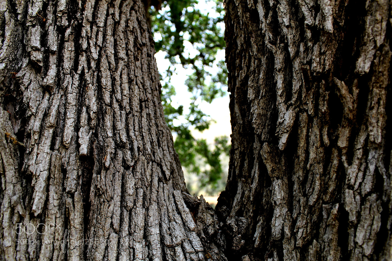 Canon EOS 1300D (EOS Rebel T6 / EOS Kiss X80) sample photo. Tree bark photography