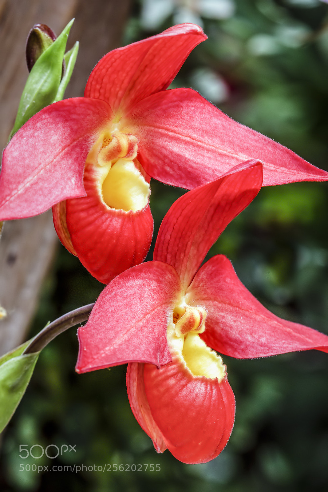 Canon EOS 5D Mark IV sample photo. Beautiful red and yellow photography