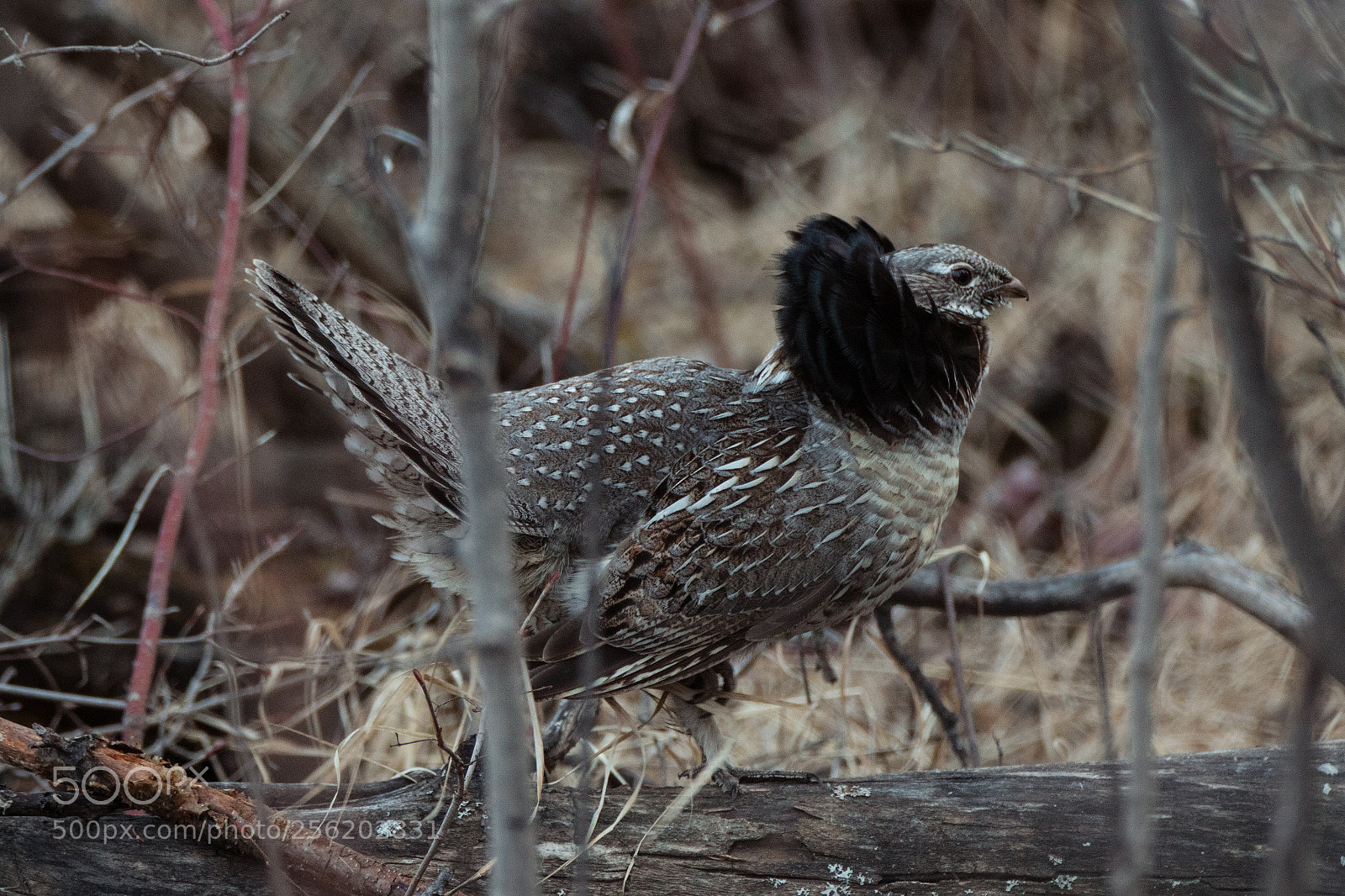 Canon EOS 7D Mark II sample photo. Ruffed grouse photography