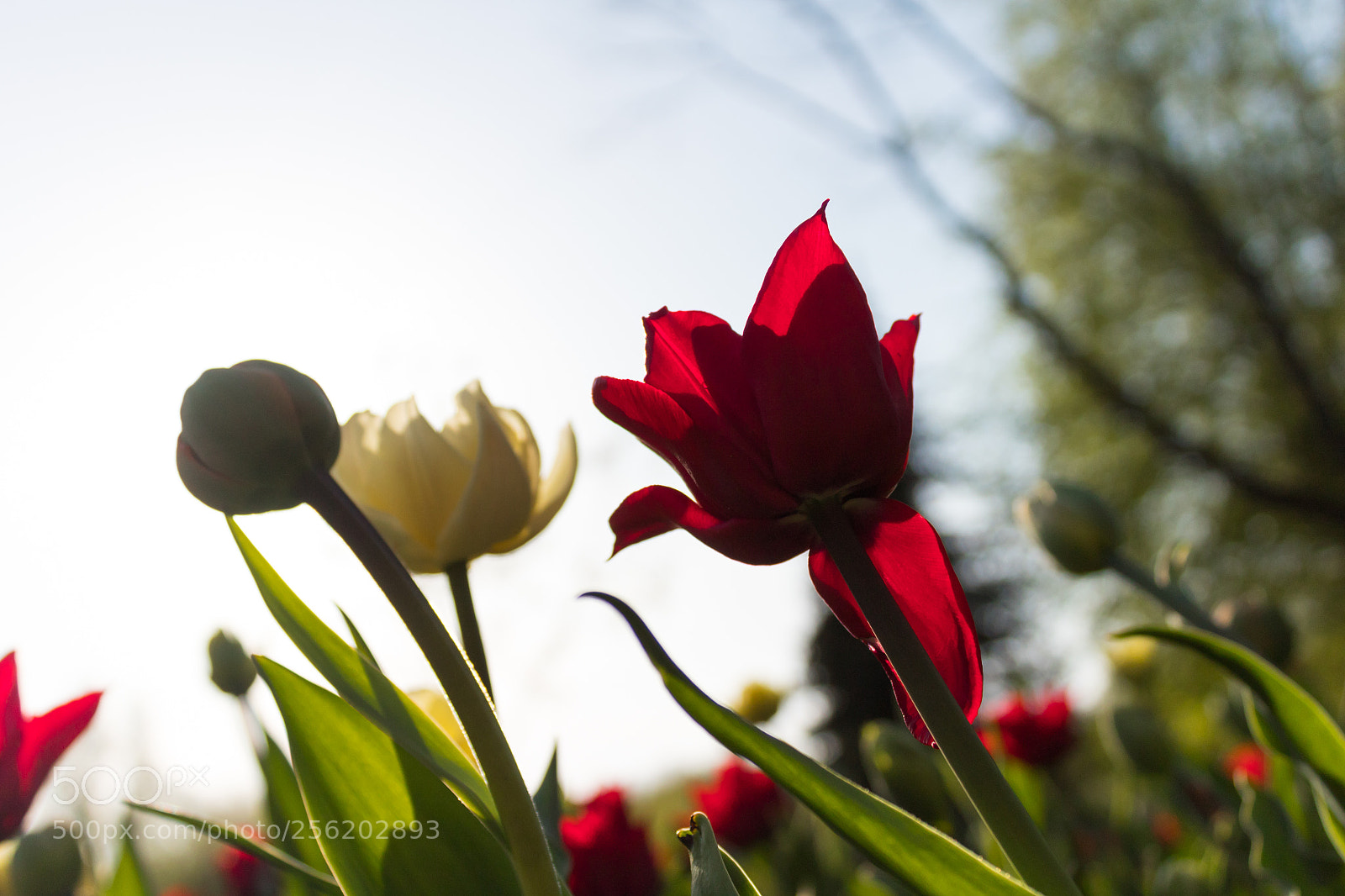 Canon EOS 1300D (EOS Rebel T6 / EOS Kiss X80) sample photo. Spring flowers photography