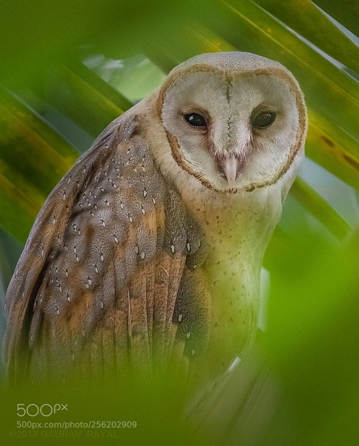 Nikon D5 sample photo. Barn owl photography