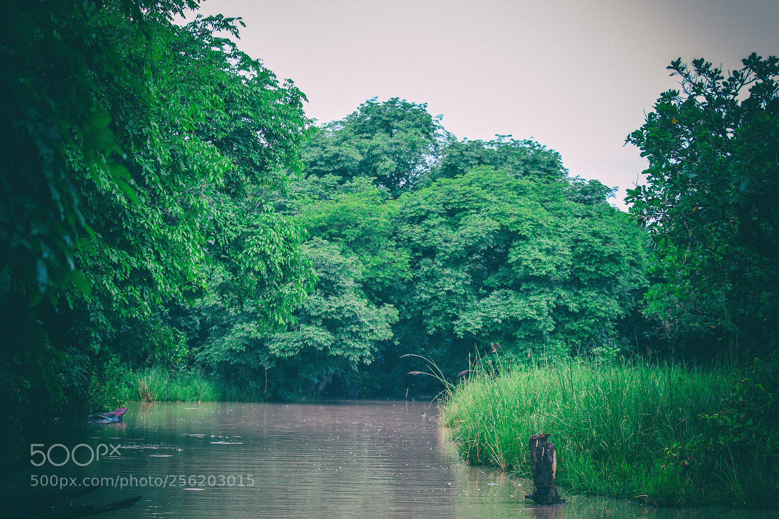 Canon EOS 700D (EOS Rebel T5i / EOS Kiss X7i) sample photo. Ratargul swamp forest photography