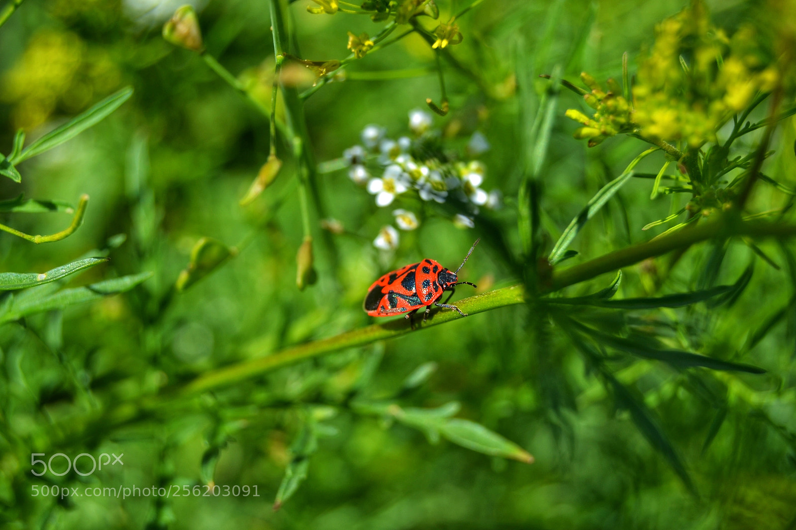 Nikon D3100 sample photo. Insect soldier photography