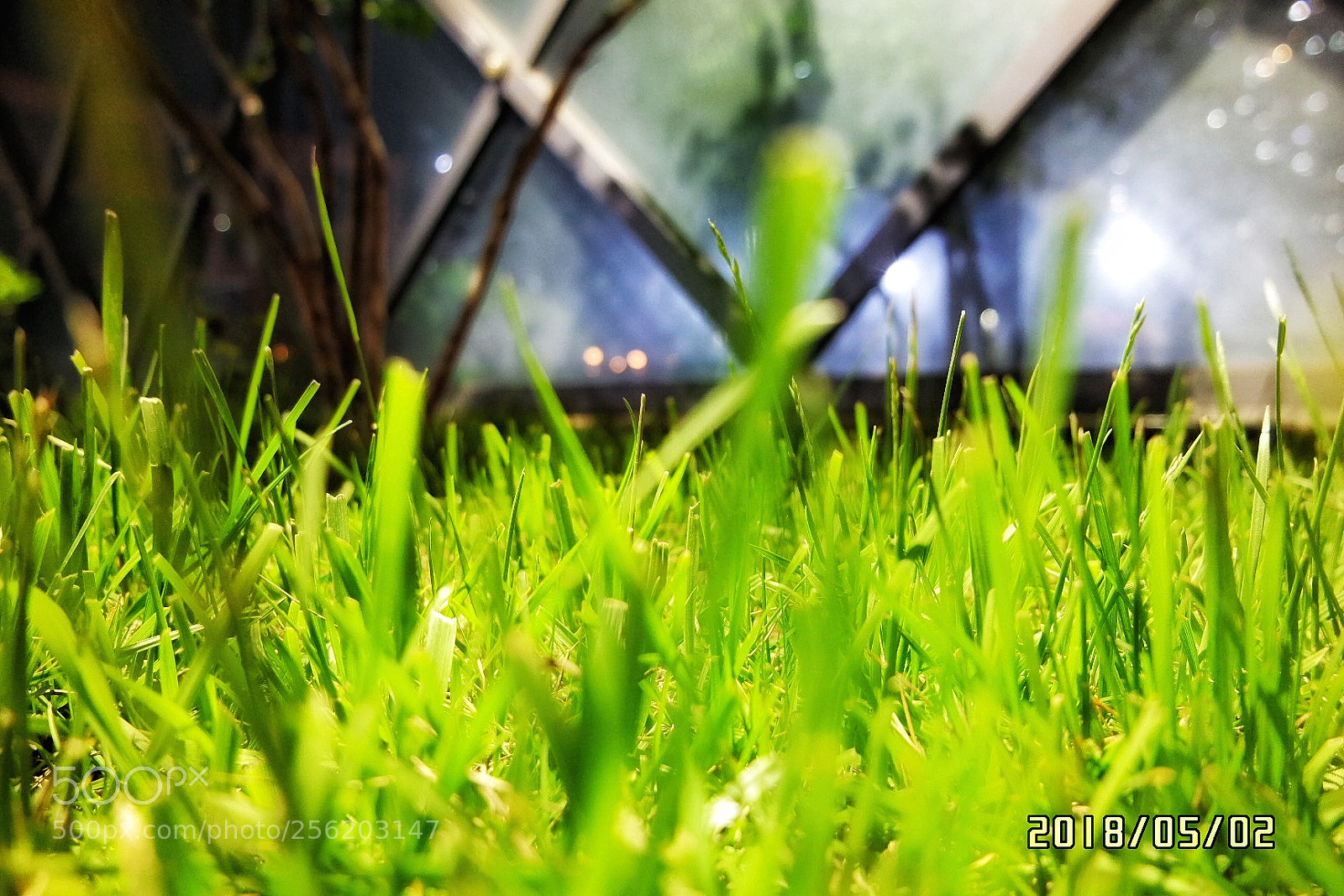 Samsung NX3000 sample photo. 生机 photography