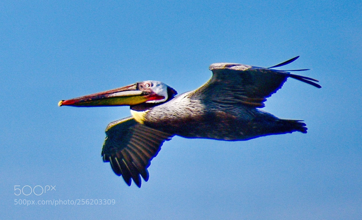 Nikon D7200 sample photo. Pelican flying in the photography