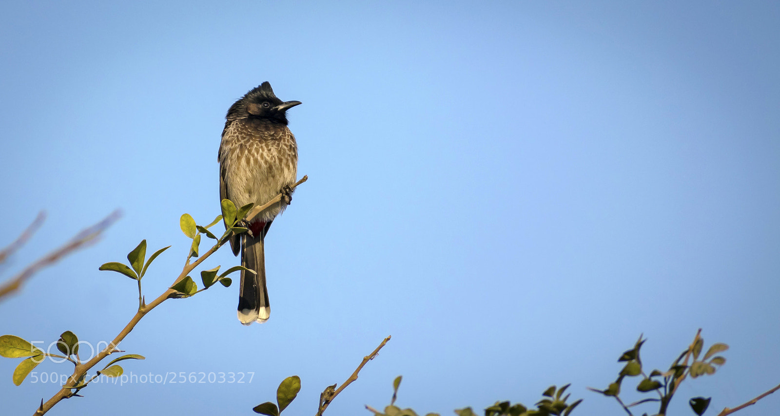 Nikon D3300 sample photo. Red vented bulbul photography