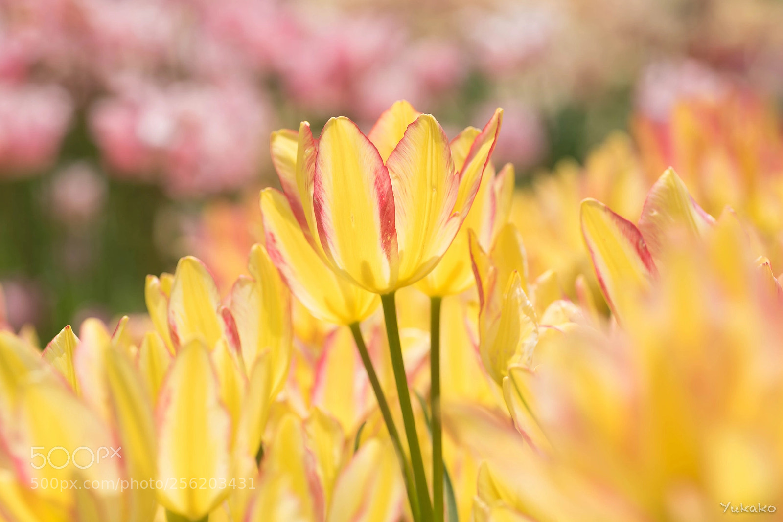 Nikon D750 sample photo. Tulip "antoinette" photography
