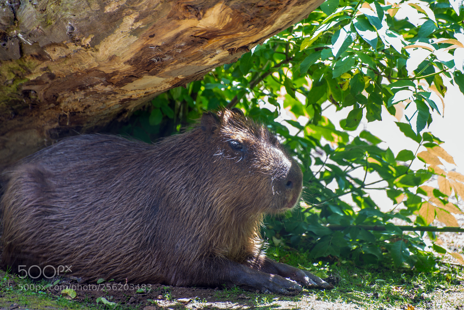 Nikon D610 sample photo. Capybara sheltering from the photography