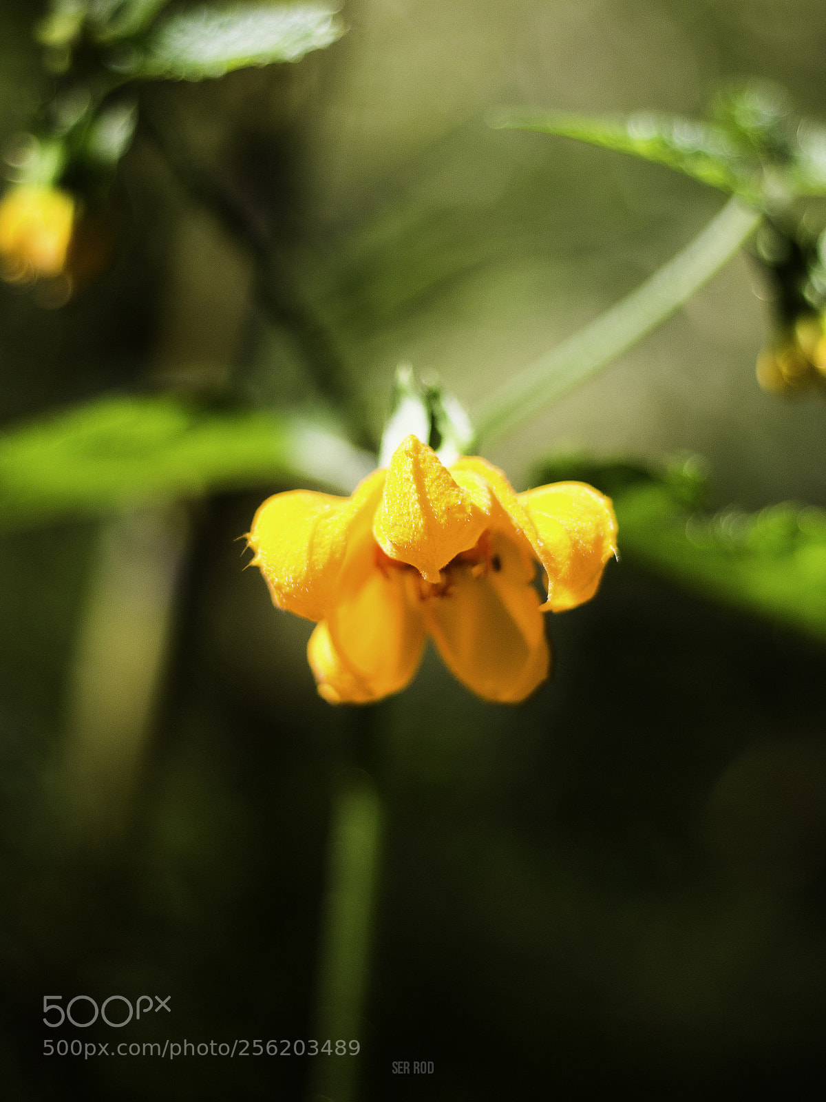 Canon EOS 650D (EOS Rebel T4i / EOS Kiss X6i) sample photo. Mg photography