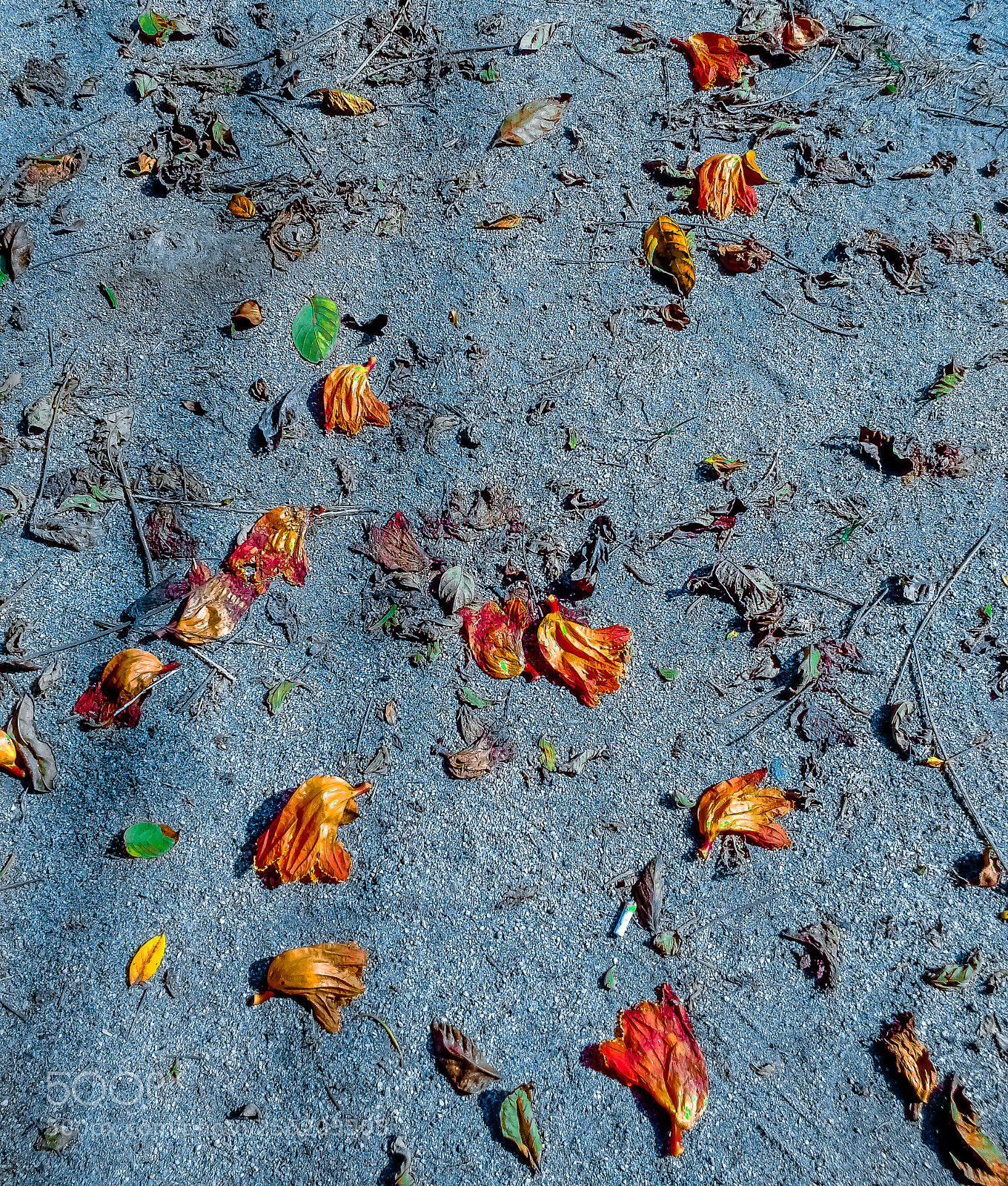 Motorola MotoG3 sample photo. Flowers in decomposition photography