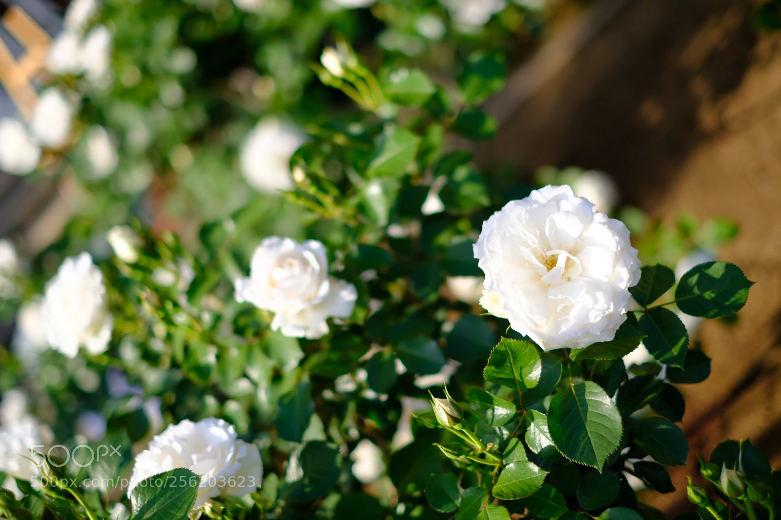 Fujifilm X-E3 sample photo. Untitled photography