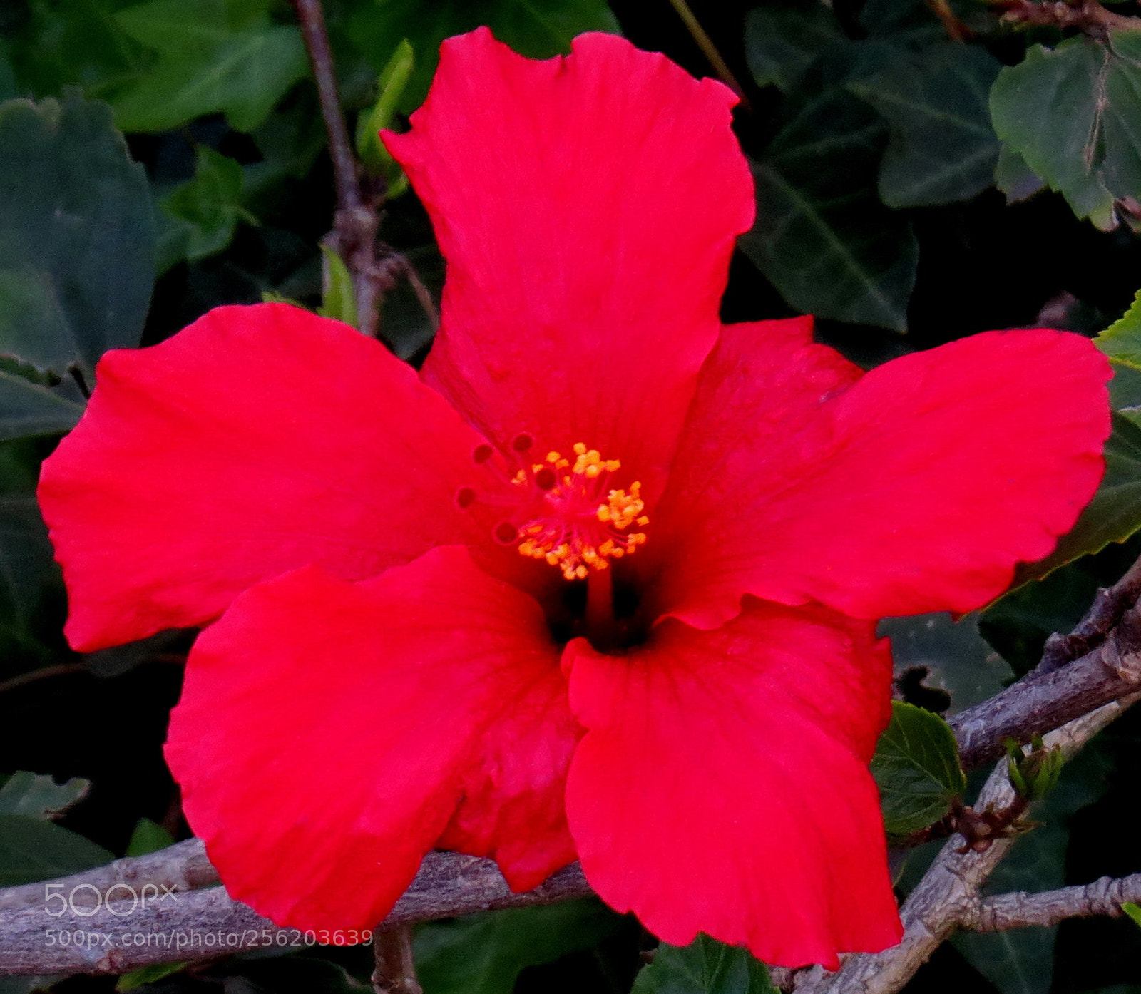 Canon PowerShot SX50 HS sample photo. Red hibiscus flower photography