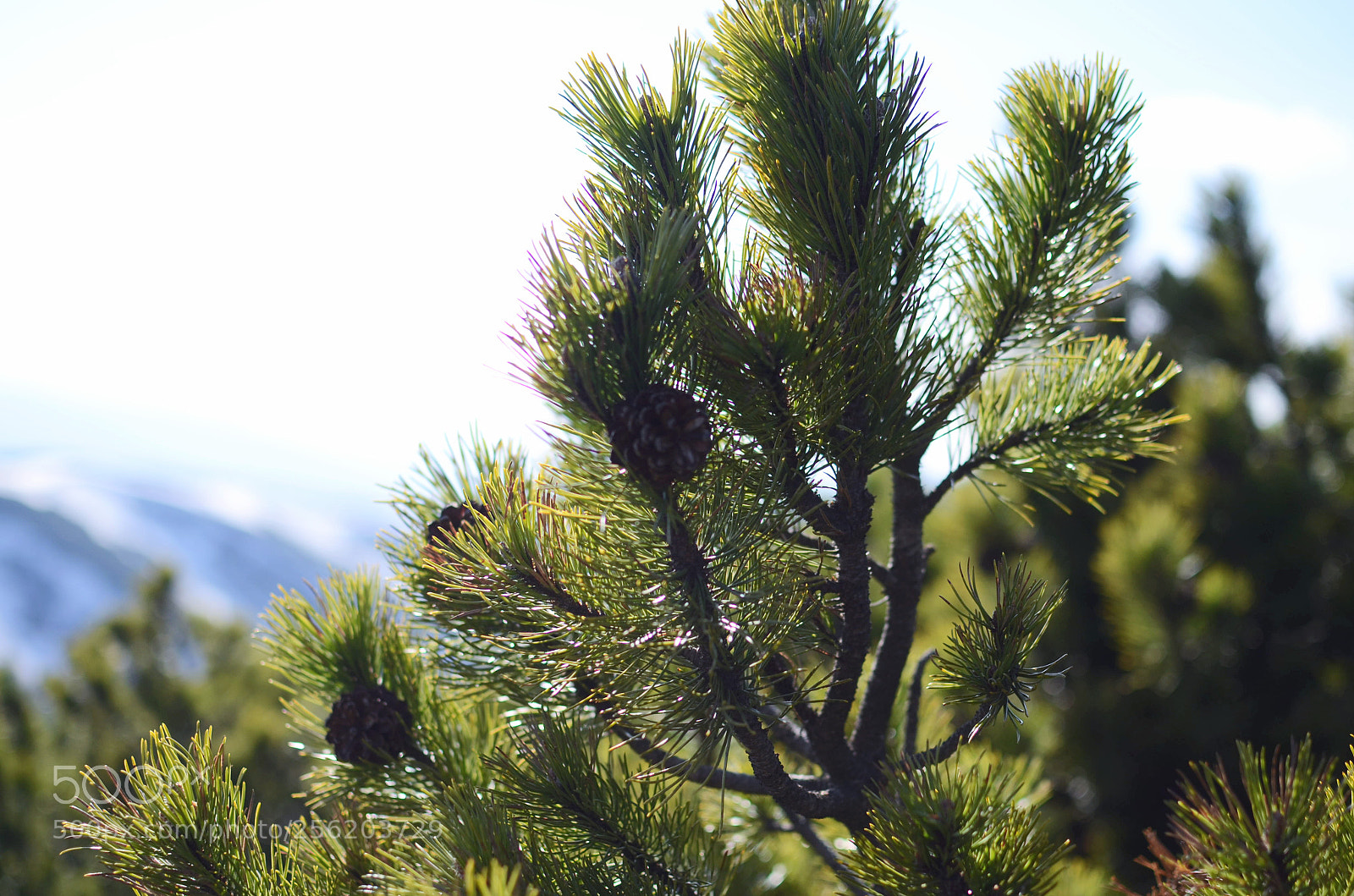 Nikon D7000 sample photo. Untitled photography