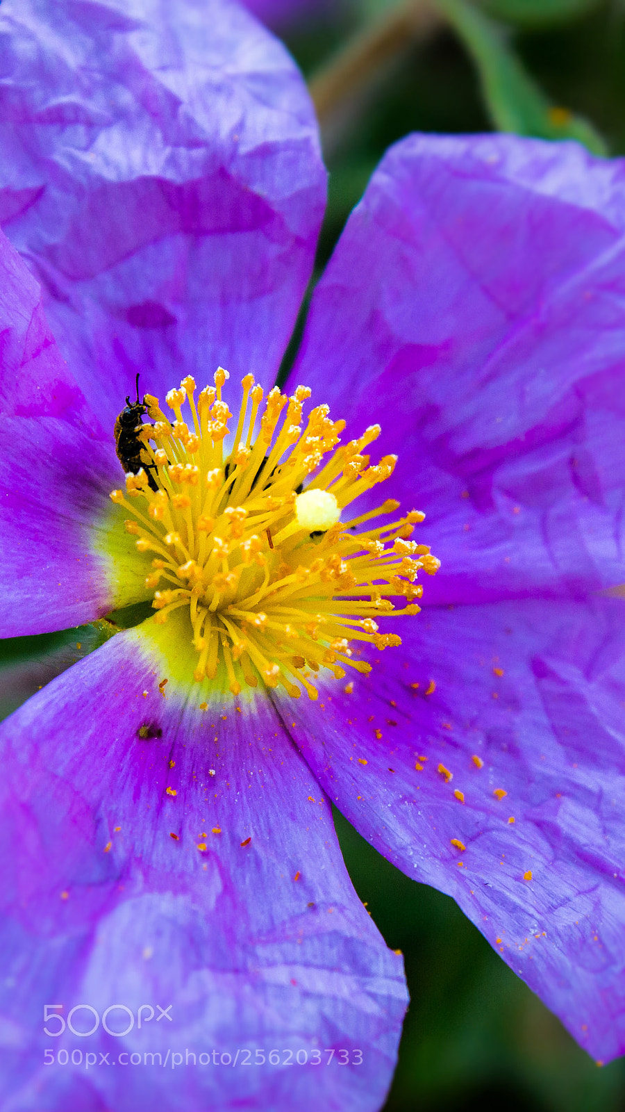 Canon EOS 600D (Rebel EOS T3i / EOS Kiss X5) sample photo. The fallen pollen photography