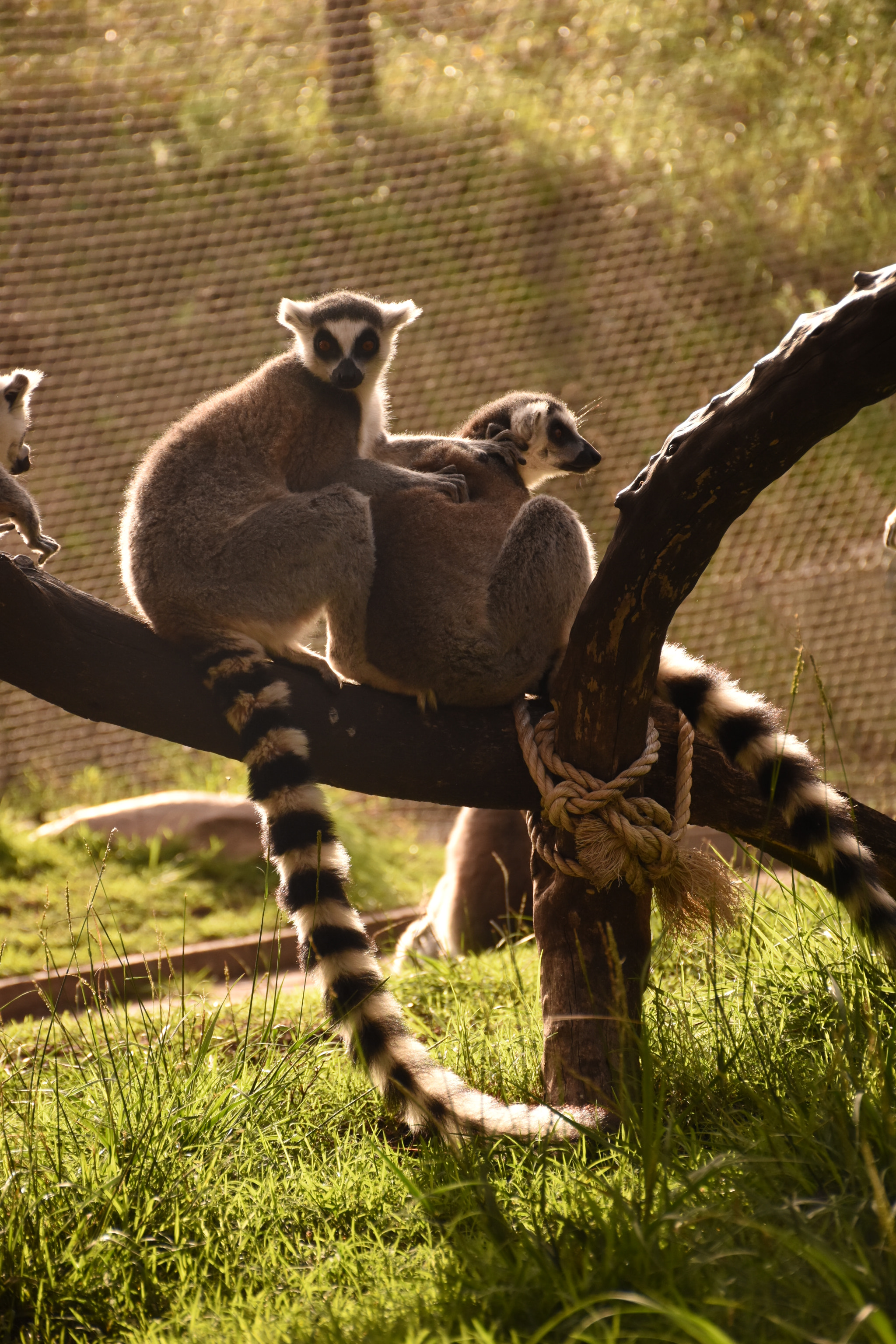 Nikon D5500 sample photo. Lemurs photography