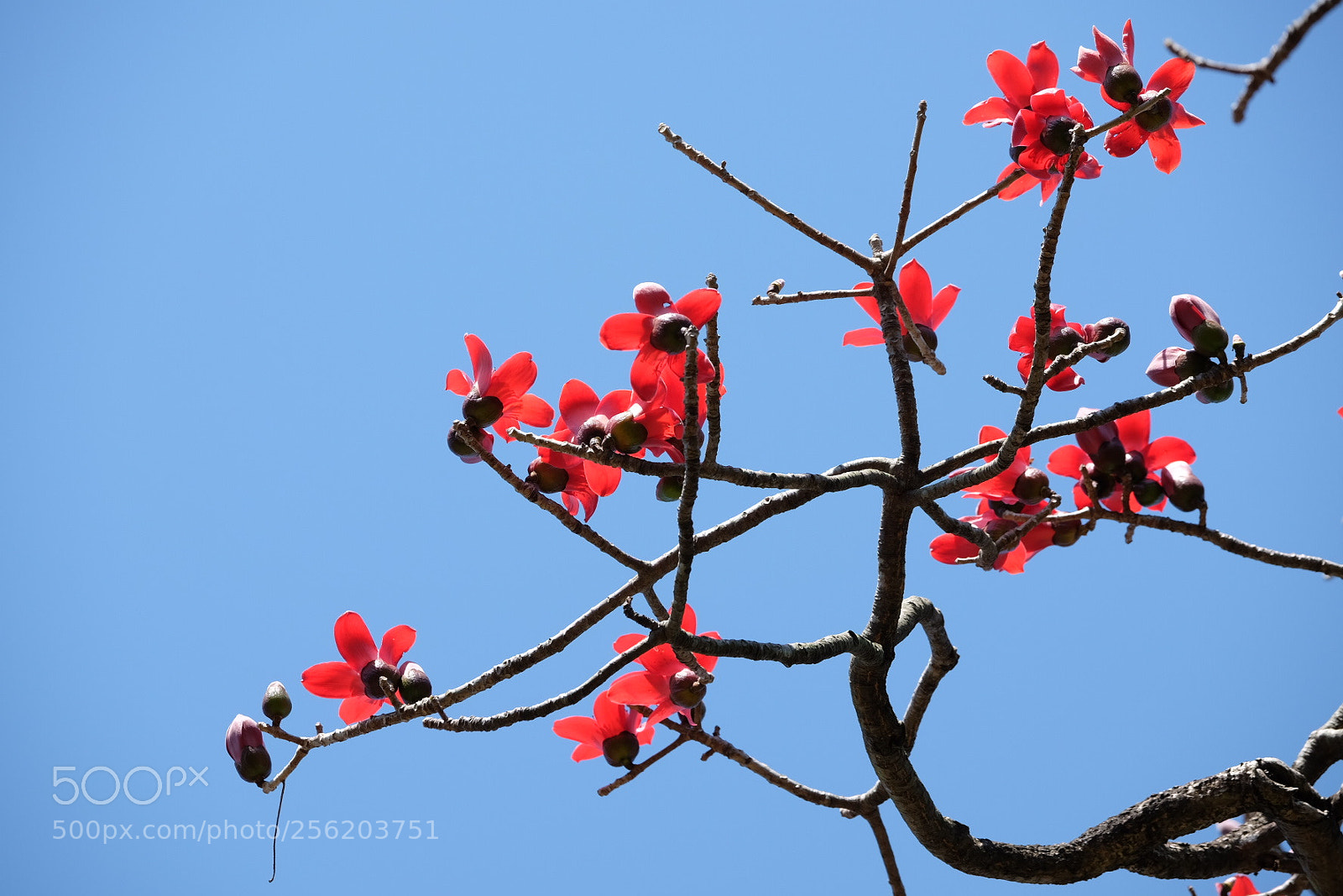 Fujifilm X-T1 sample photo. Wooden cotton木棉花 photography