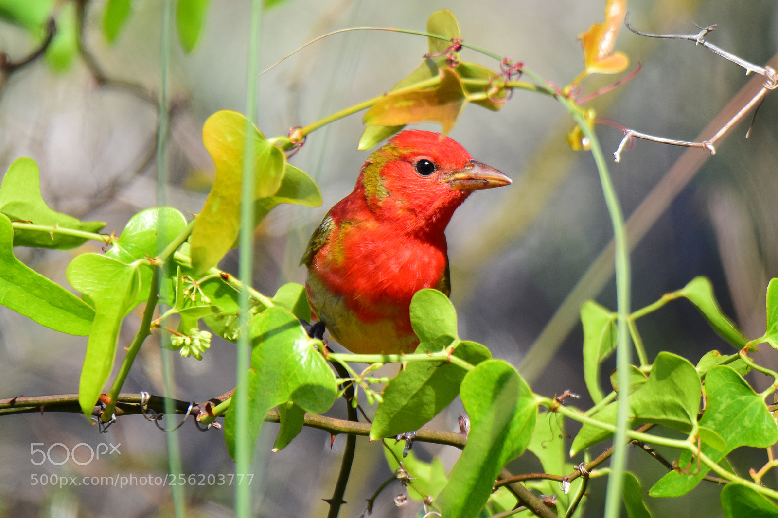 Nikon D5300 sample photo. Summer tanager photography