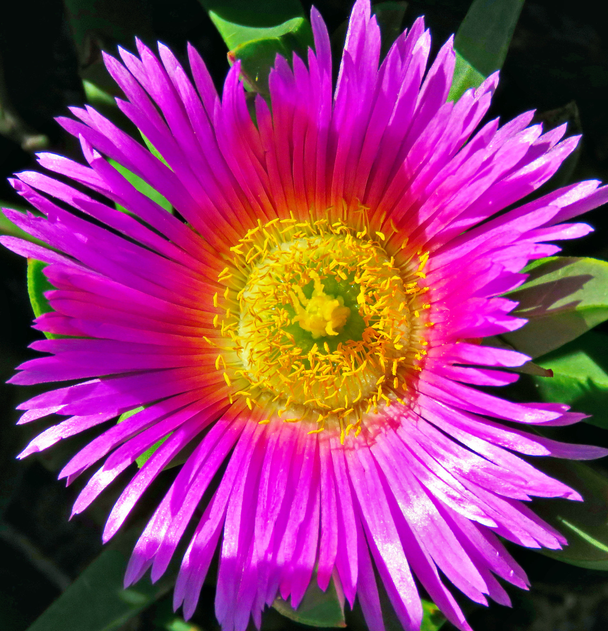 Canon PowerShot SX60 HS sample photo. Purple dandelion flower photography