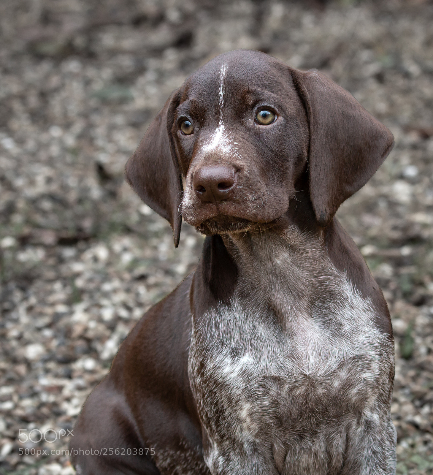 Canon EOS 70D sample photo. Purdey portrait 2 photography