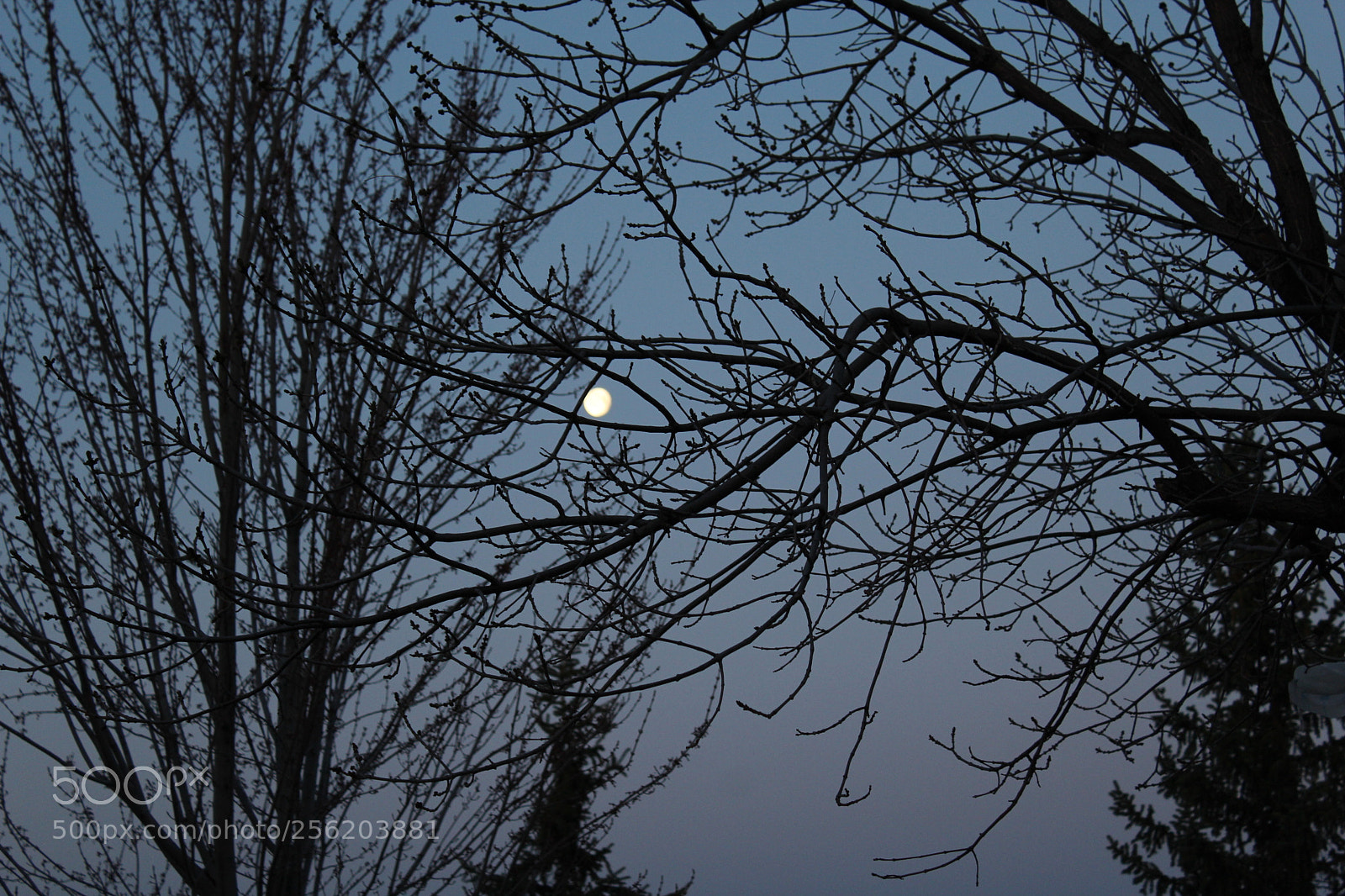 Canon EOS 1200D (EOS Rebel T5 / EOS Kiss X70 / EOS Hi) sample photo. La luna thru the photography