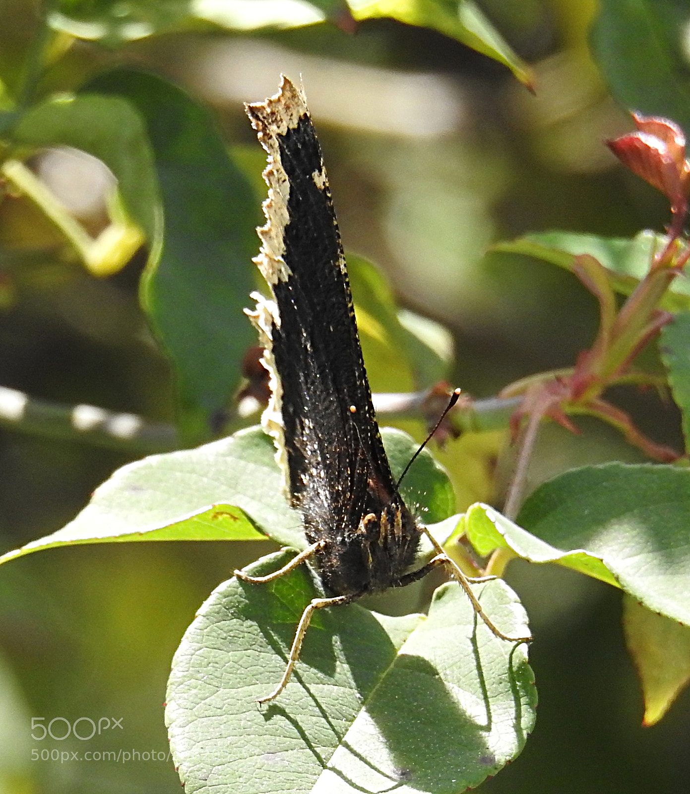 Nikon Coolpix P900 sample photo. Butterfly on a rose photography