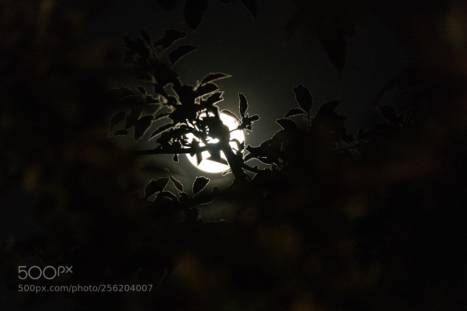 Nikon D850 sample photo. Pink full moon raising photography