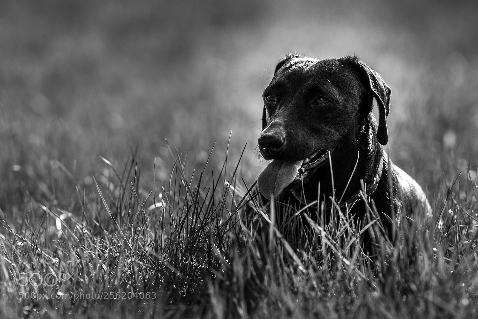 Sony a7 sample photo. Black dog in the photography