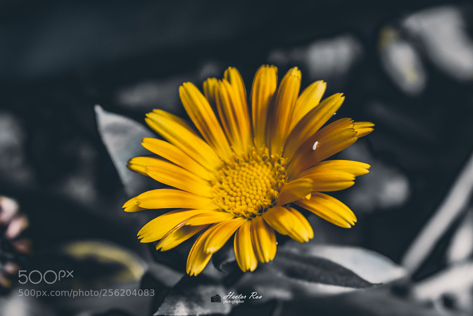 Nikon D5300 sample photo. Micro mundo photography