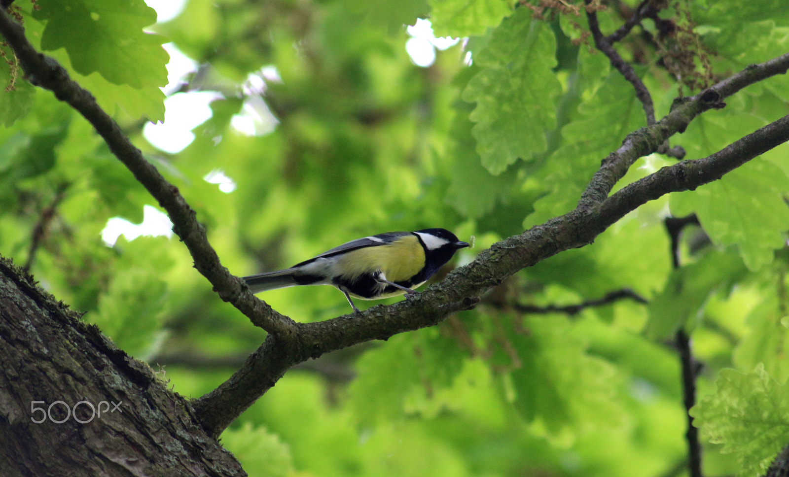 Canon EOS 100D (EOS Rebel SL1 / EOS Kiss X7) + Sigma 70-300mm F4-5.6 APO DG Macro sample photo. Bird with little caterpillar photography