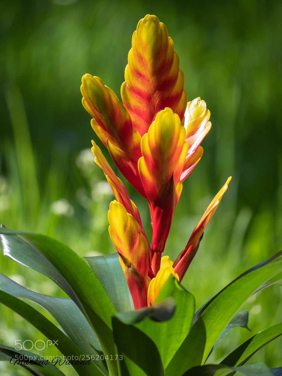 Panasonic Lumix DC-G9 sample photo. Flower in the sun photography