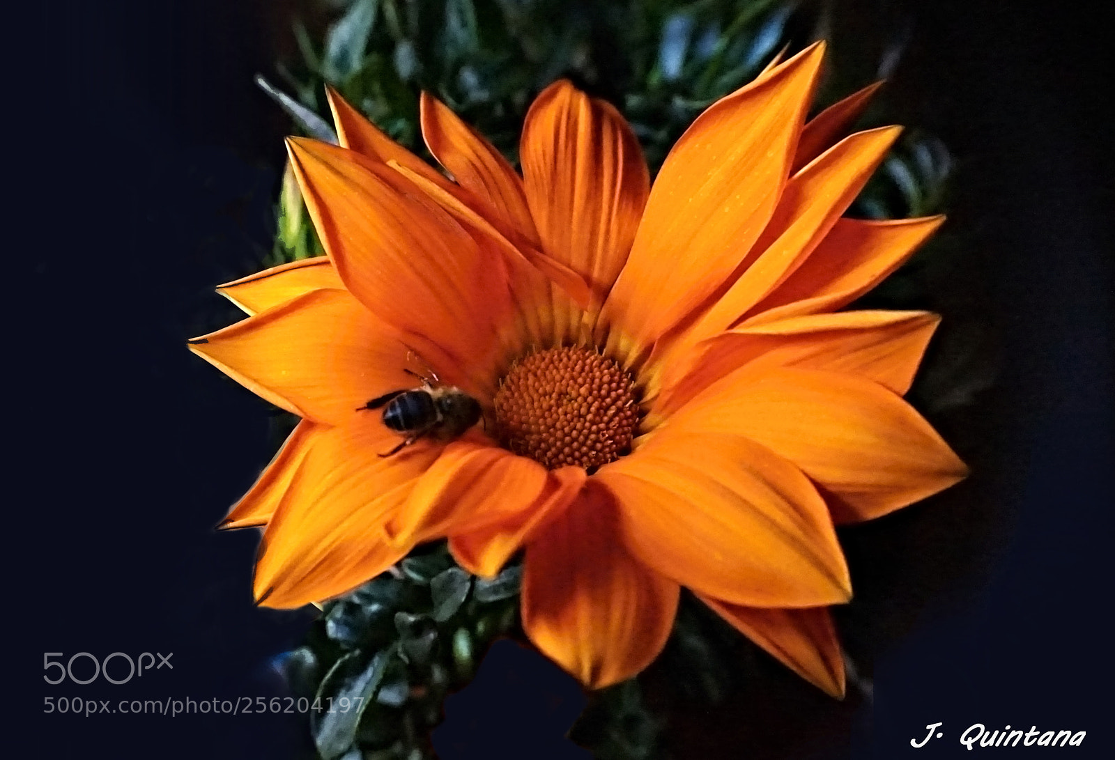 Sony Alpha a5000 (ILCE 5000) sample photo. Gazania con invitado photography