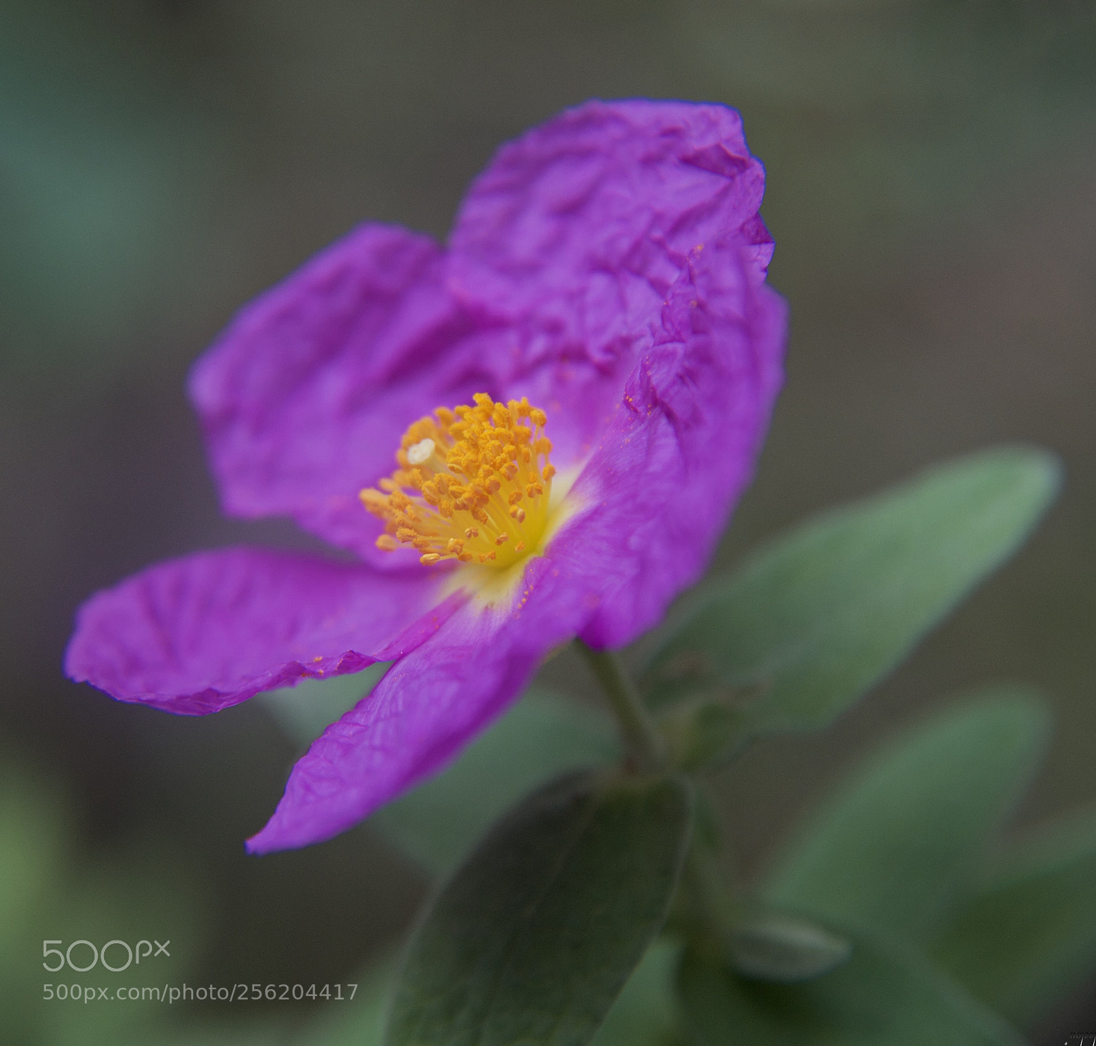 Nikon D3100 sample photo. ***cistus*** photography