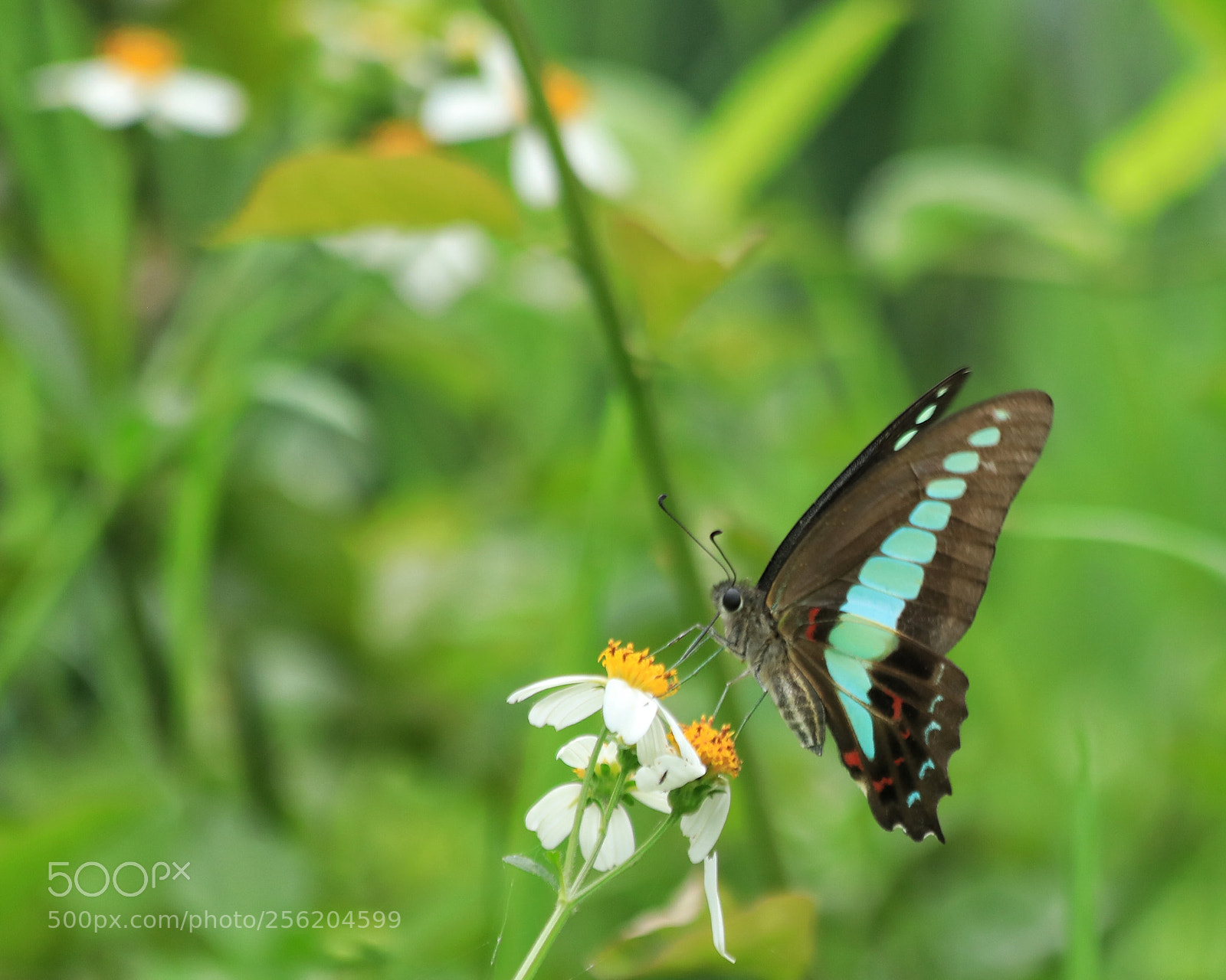 Canon EOS 5D Mark IV sample photo. Butterfly photography