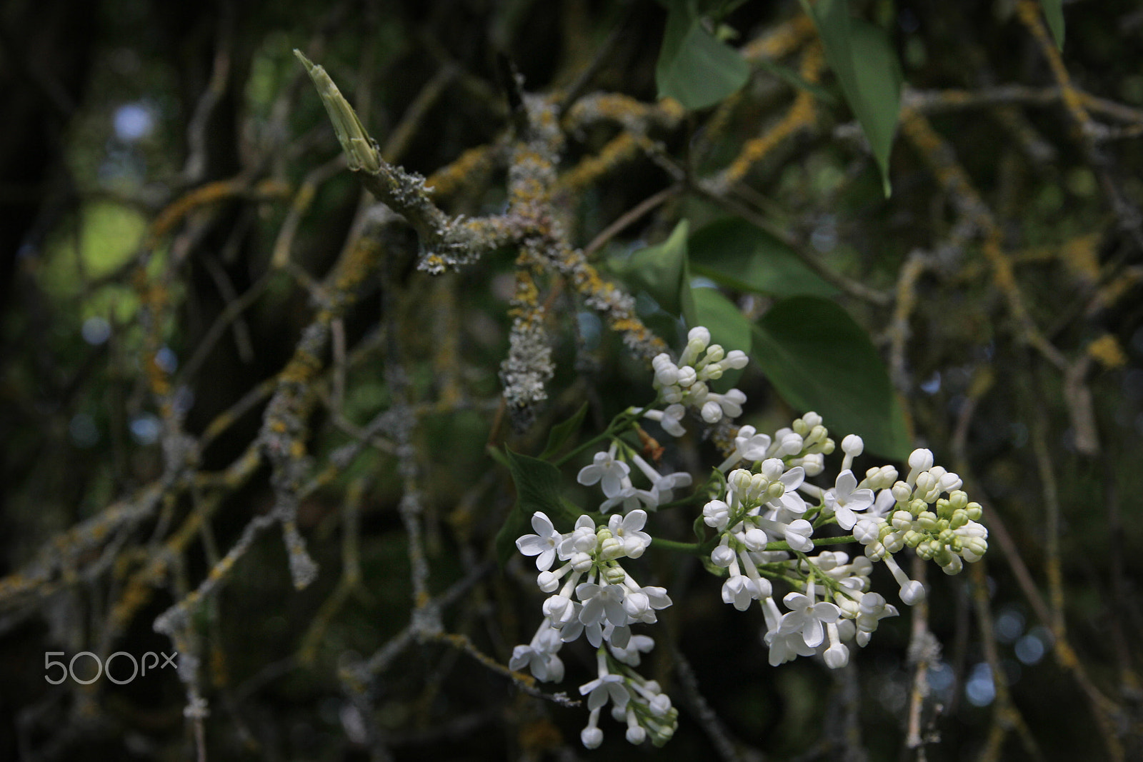 Canon EOS 60D sample photo. White lilac photography