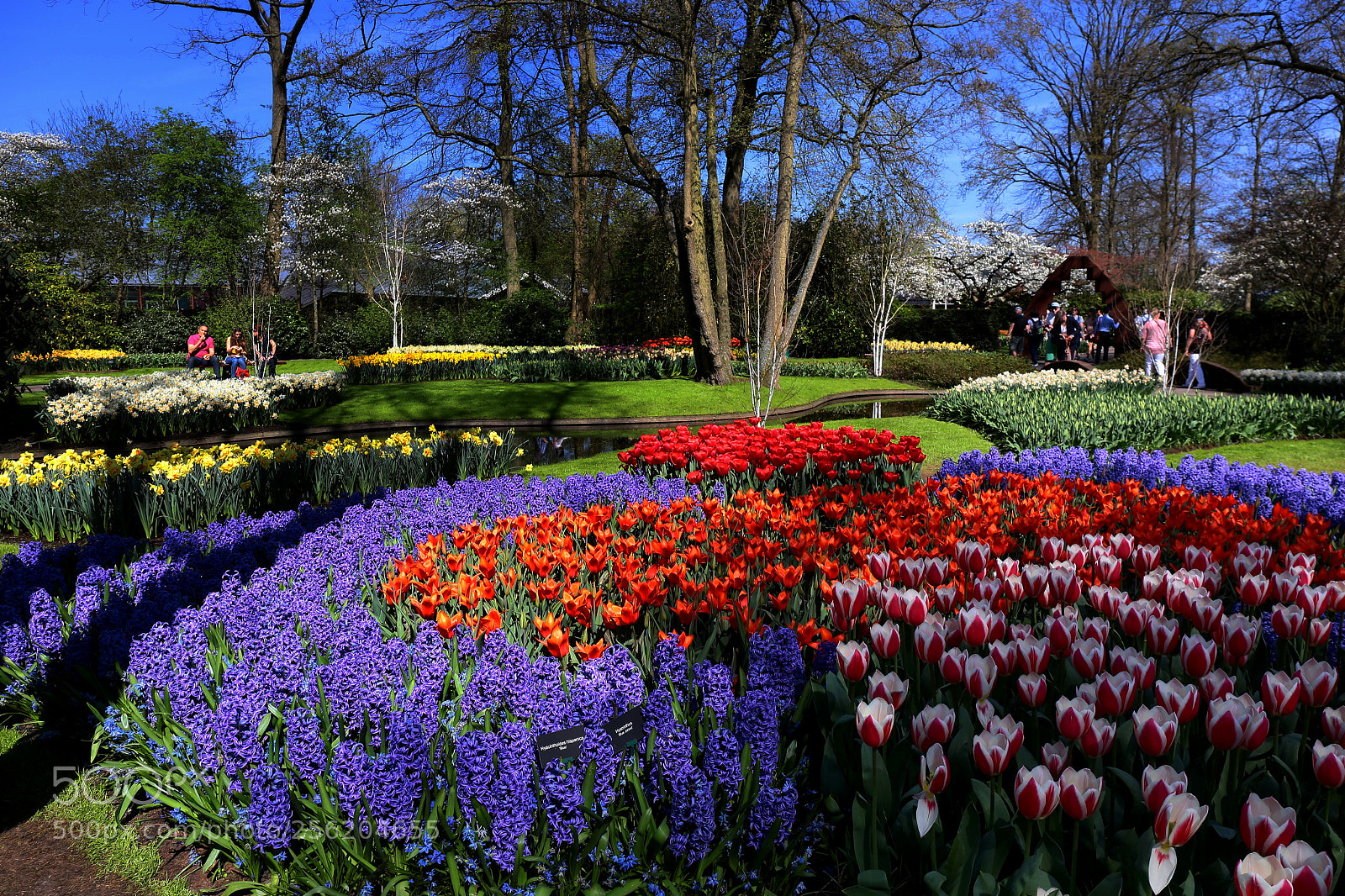Canon EF 24-70mm F4L IS USM sample photo. Keukenhof photography