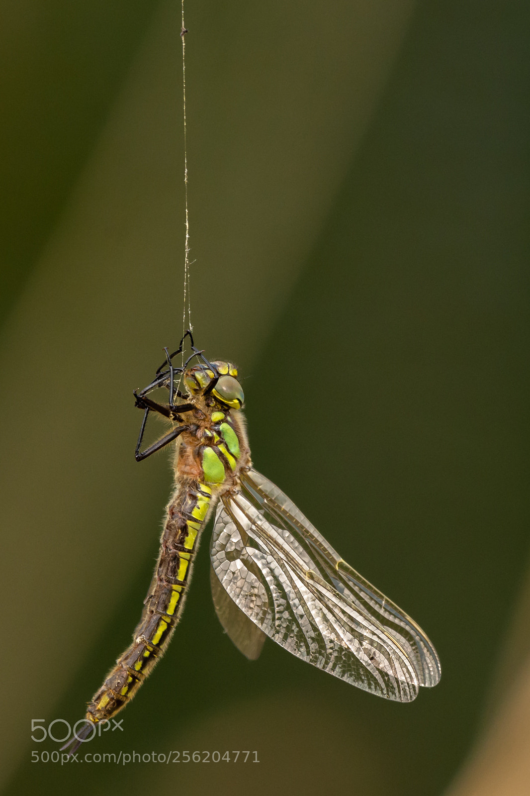 Nikon D7200 sample photo. Trapped photography